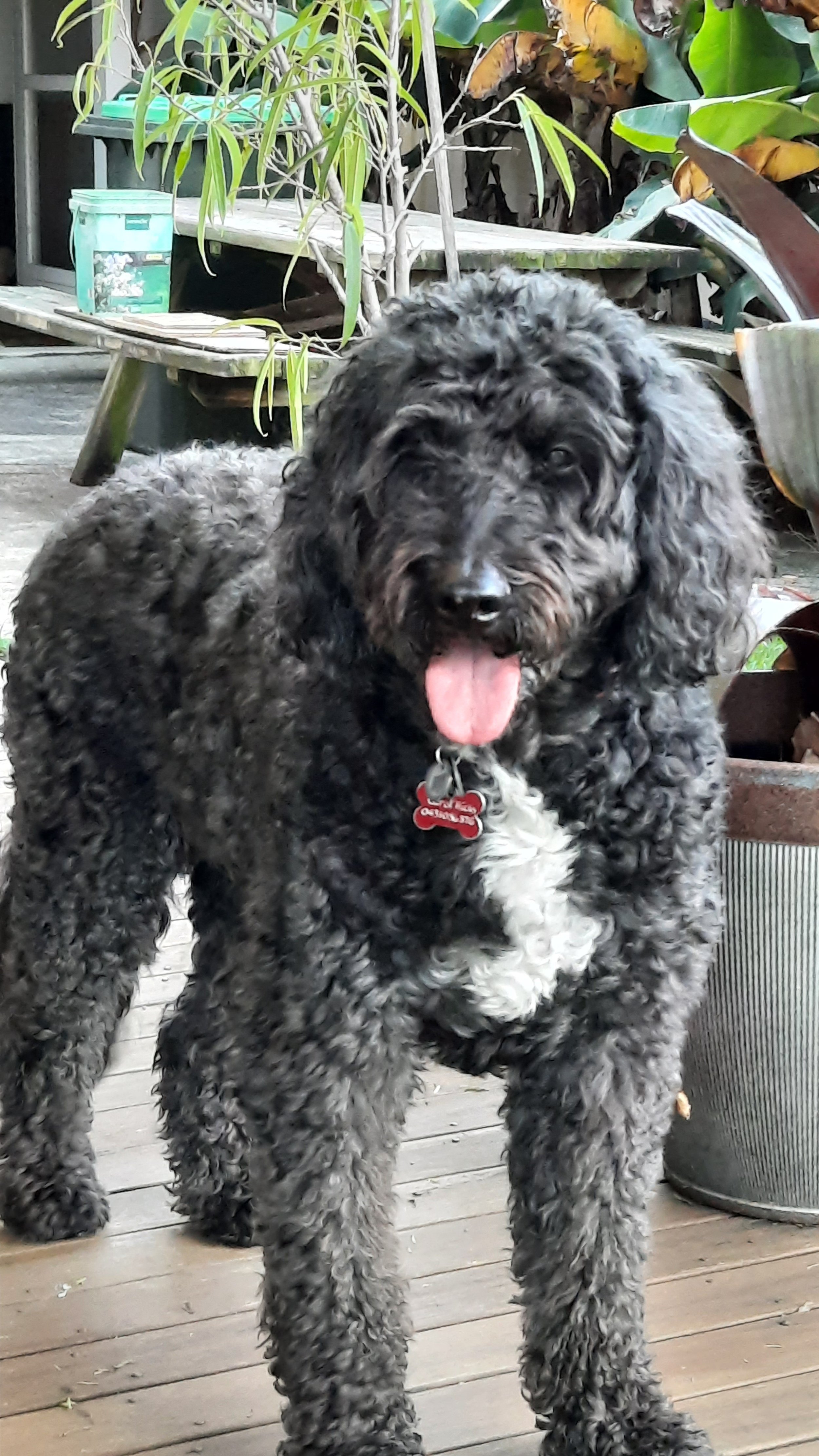 A large, curly-haired, black and gray dog with a white chest and paws standing on a wooden deck. The dog has a red collar with tags and appears to be smiling with its tongue out. There are potted plants and outdoor furniture in the background.