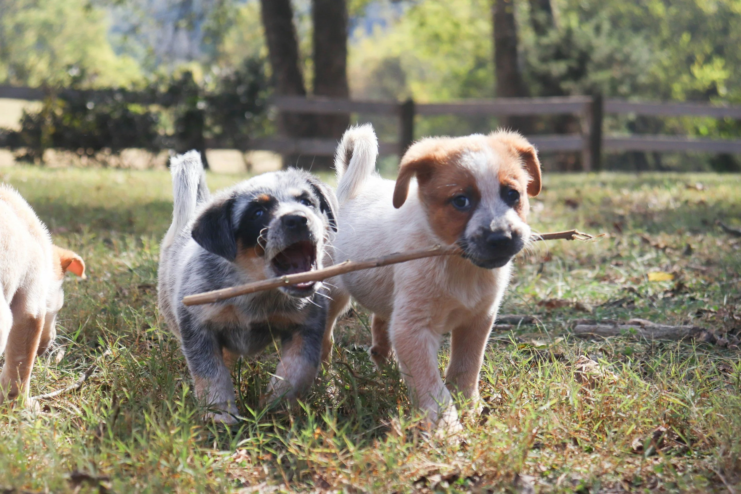 On a grassy paddock one Red Heeler puppy holding stick with one Blue Heeler puppy running along side with mouth wide open to help carry stick, timber fence and trees in background