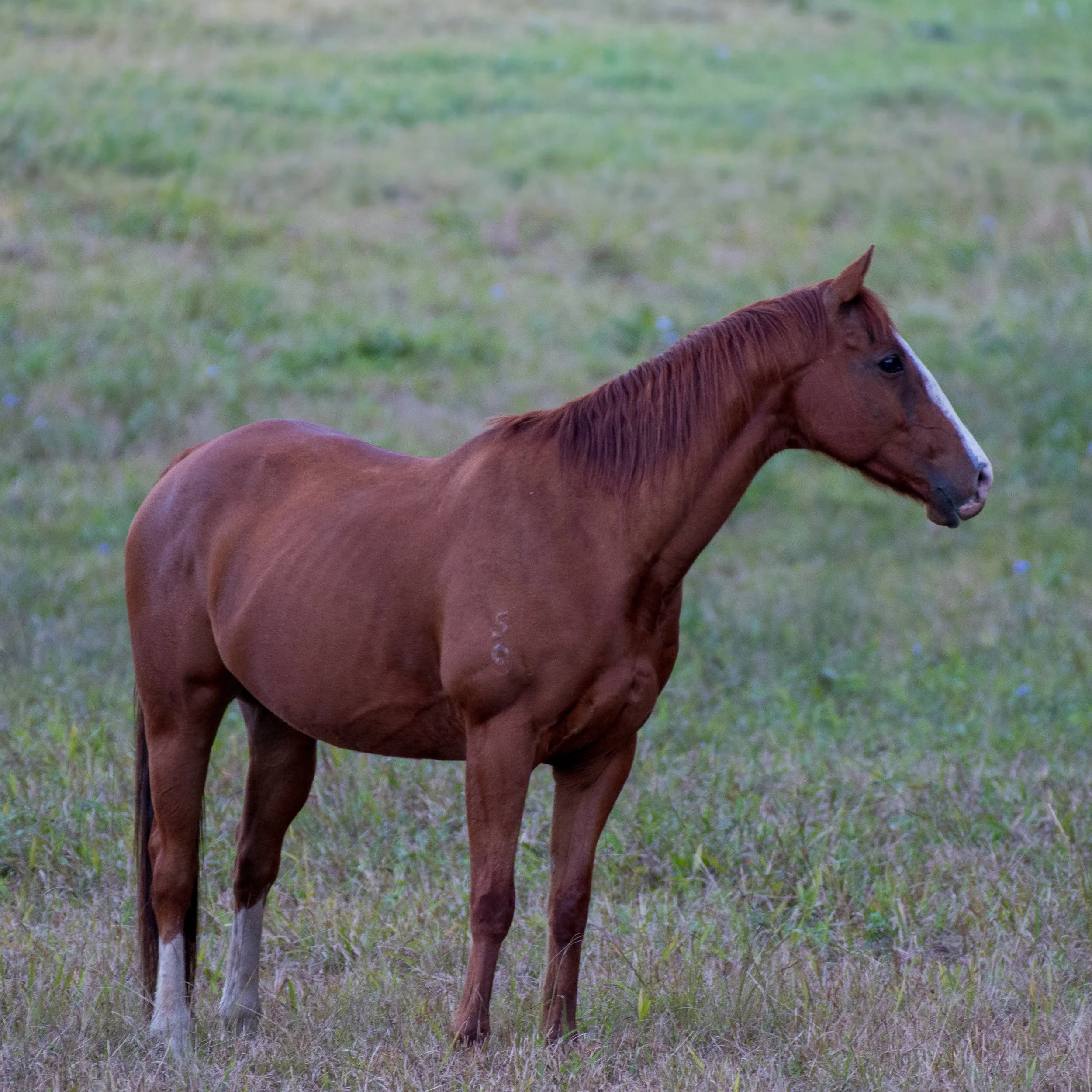 Shorty, Jojo's chestnut horse, standing in paddock looking intently