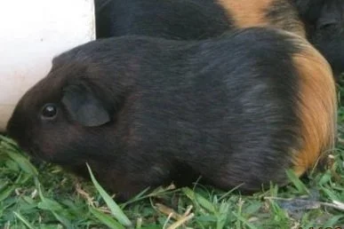 Sprinkles, Jojo's black and brown guinea pig
