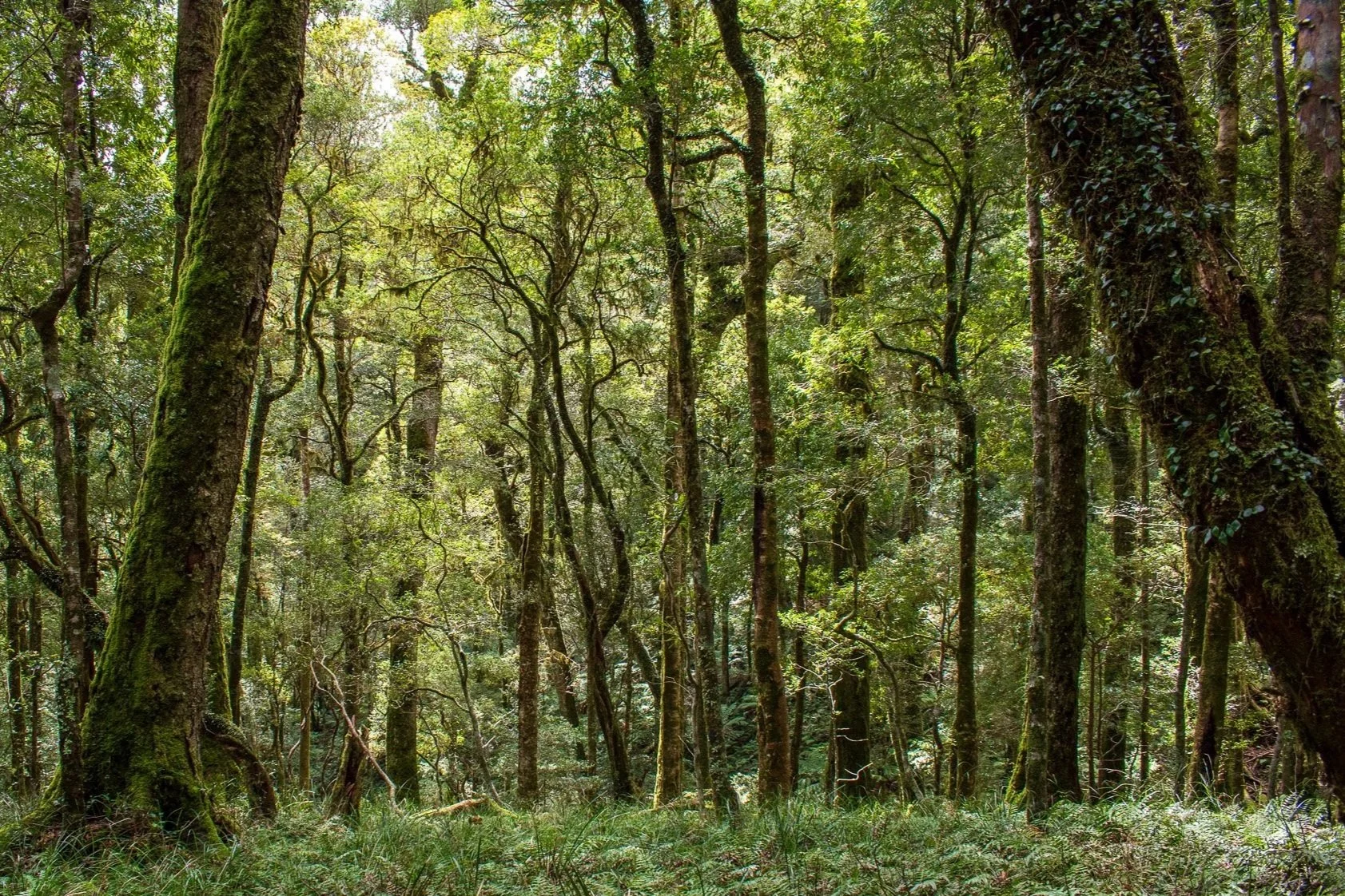 Trees covered in green moss and plants with golden sun filtering through
