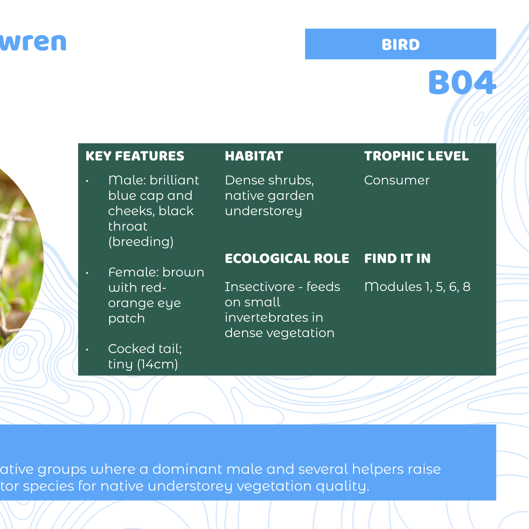 example-BBE_Species_ID_Cards-3.png