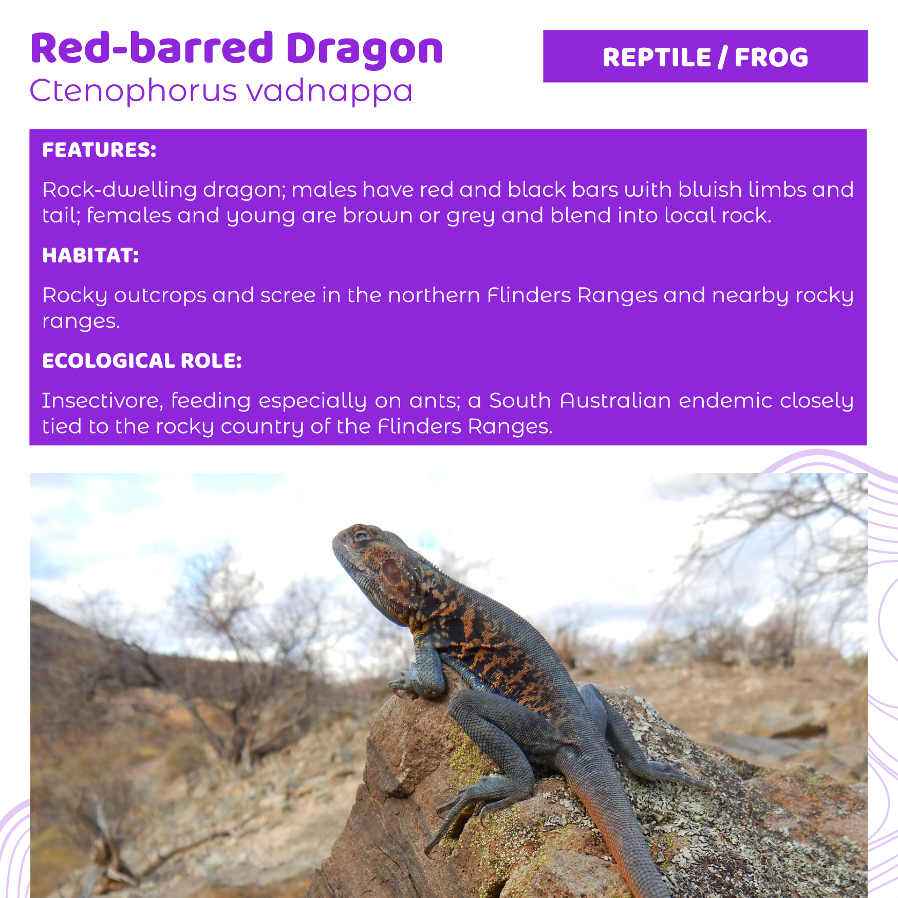example-BBE_regional_pack-sa-1.png
