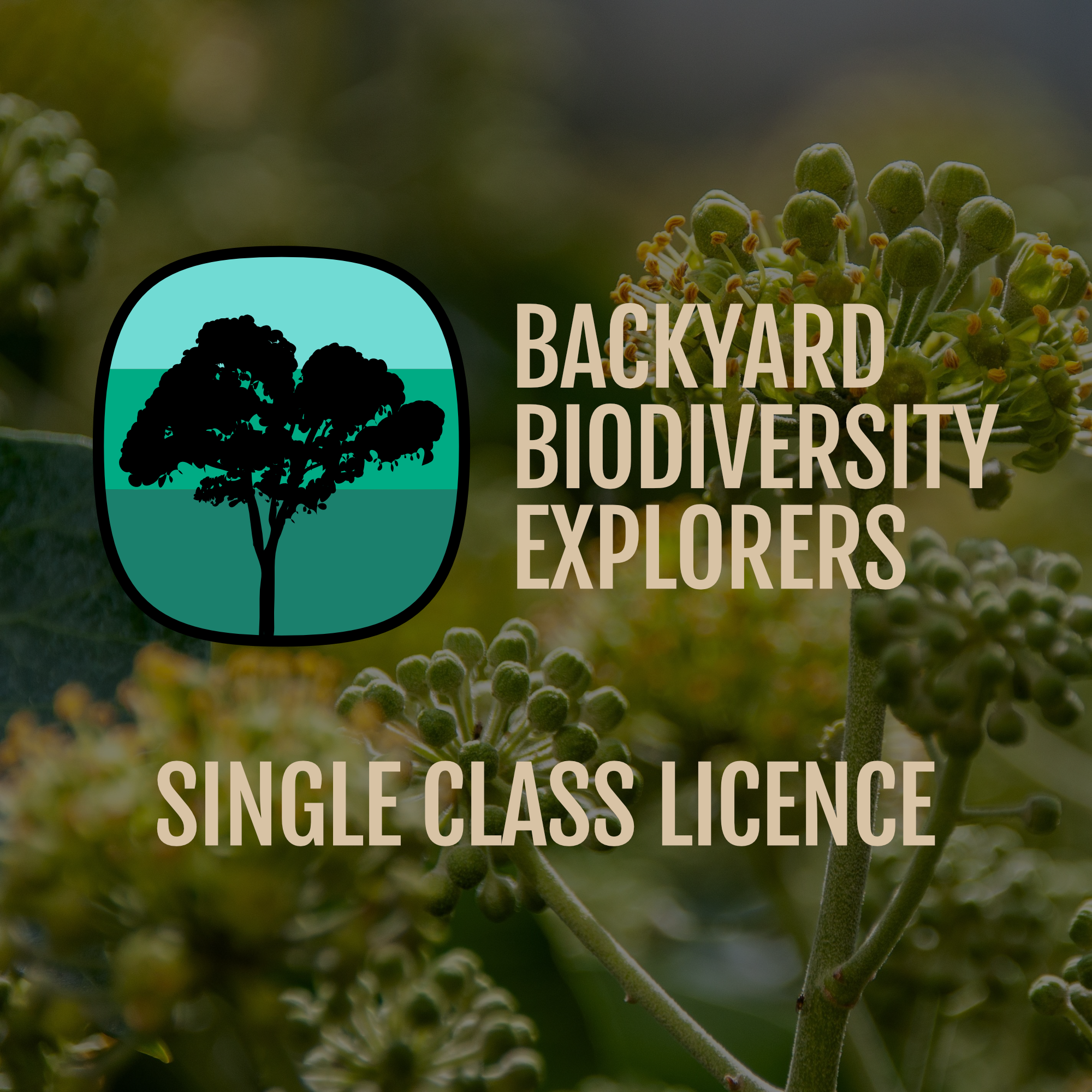 bbe_web-class-licence.png