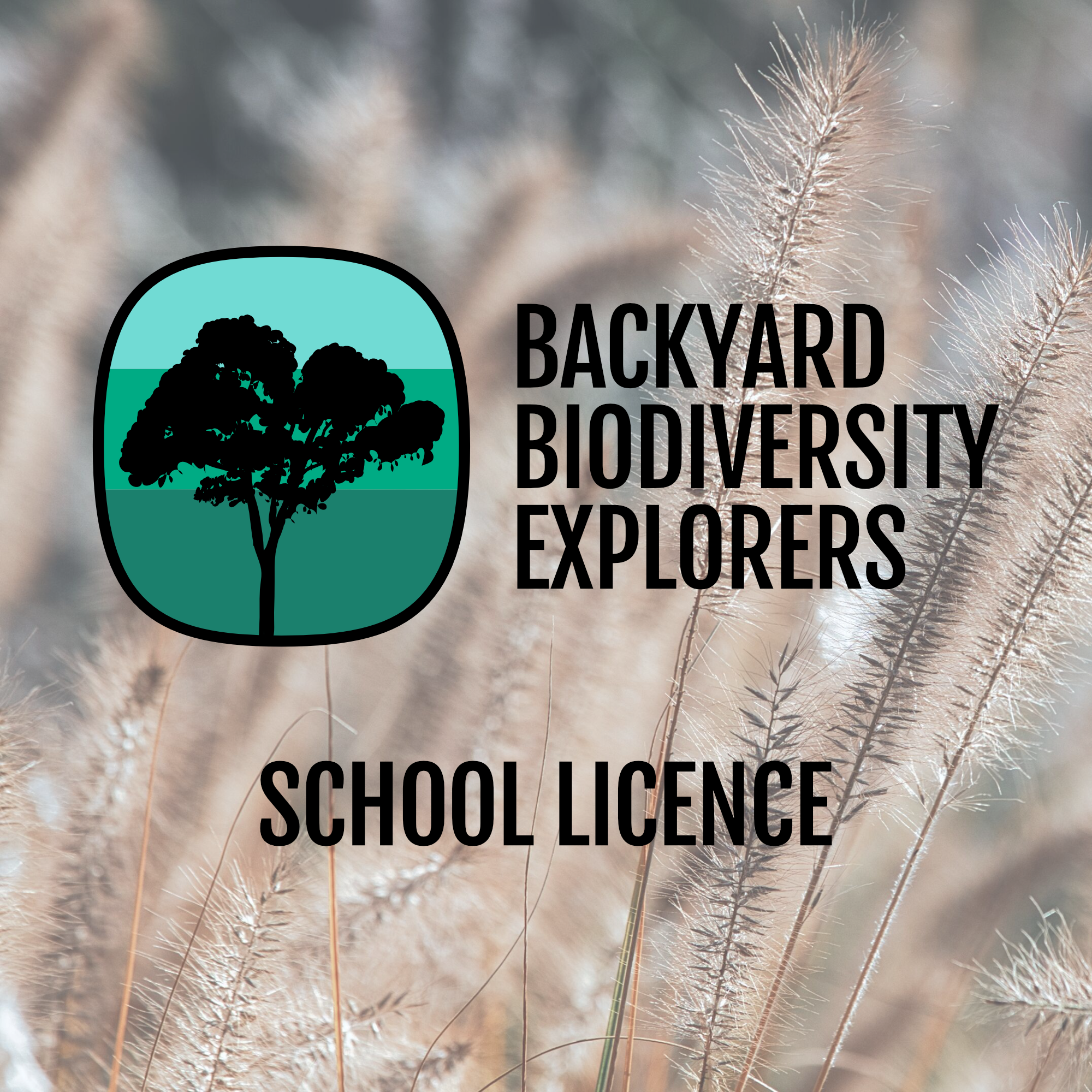 bbe_web-school-licence.png
