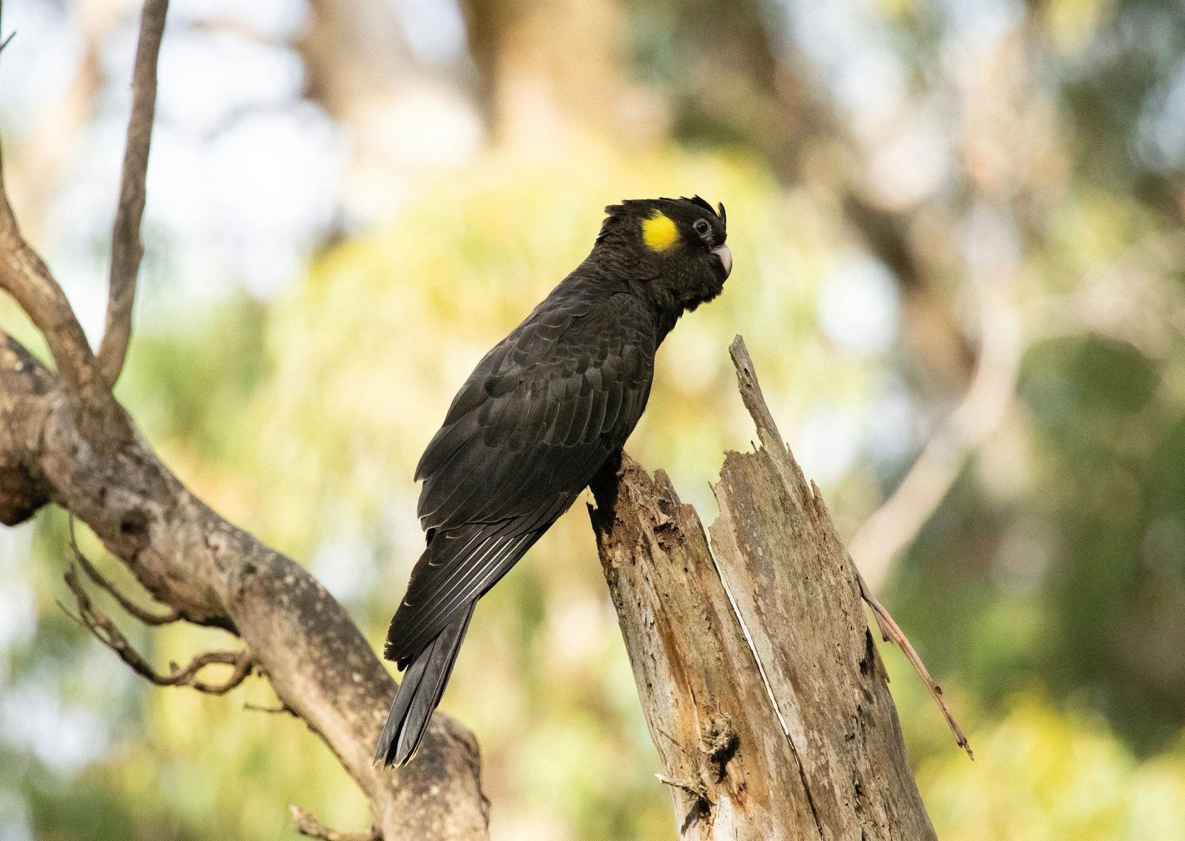A yellow-tailed black cockatoo perched on a tree branch in a forest setting.