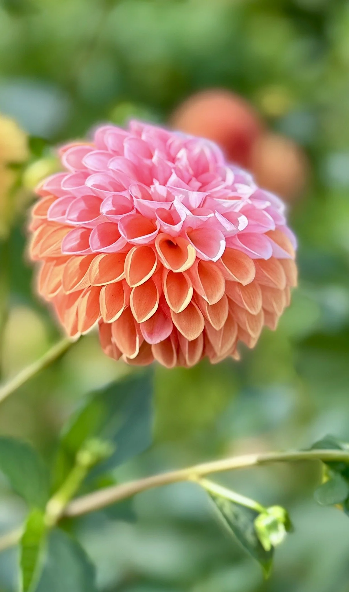 florelie angostura.jpg