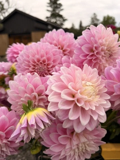 Florelie Pirouette