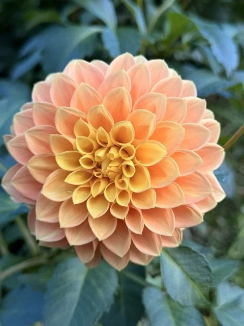 Marigold.jpeg