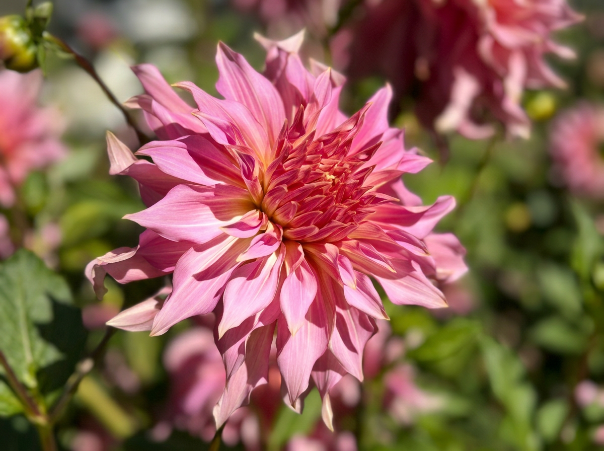 Florelie Seastar