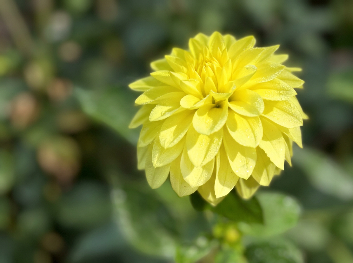 Florelie Sunburst
