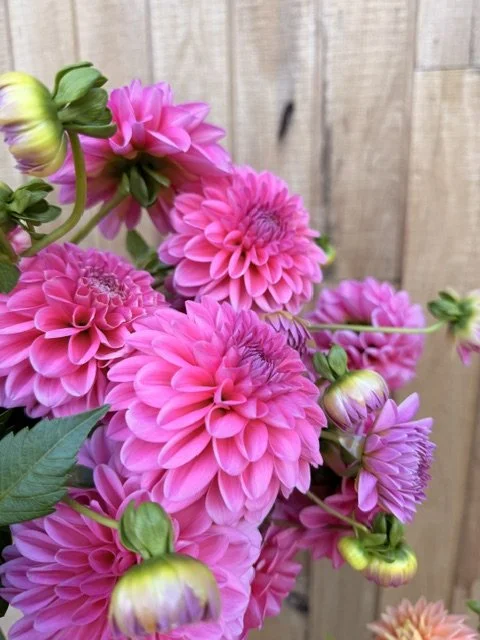 Pink Show