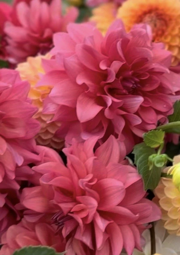 Caramel rose.jpg