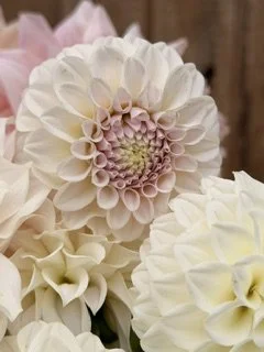 Jeffs Bloom.jpeg