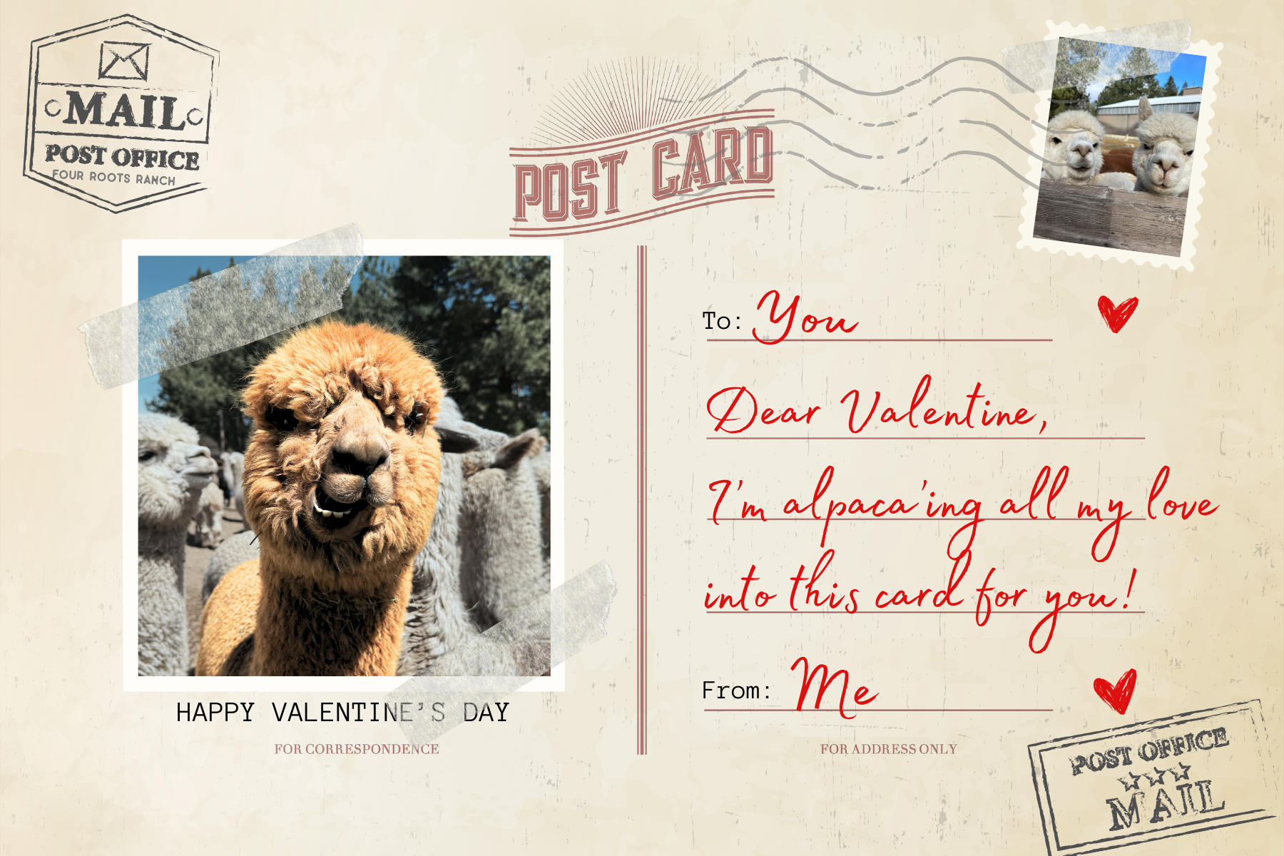 Alpaca - with name.png