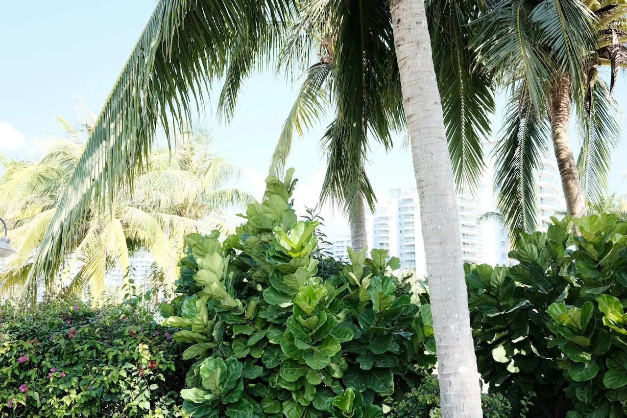 Tropical scene with palm trees and lush green foliage, with buildings visible in the background.