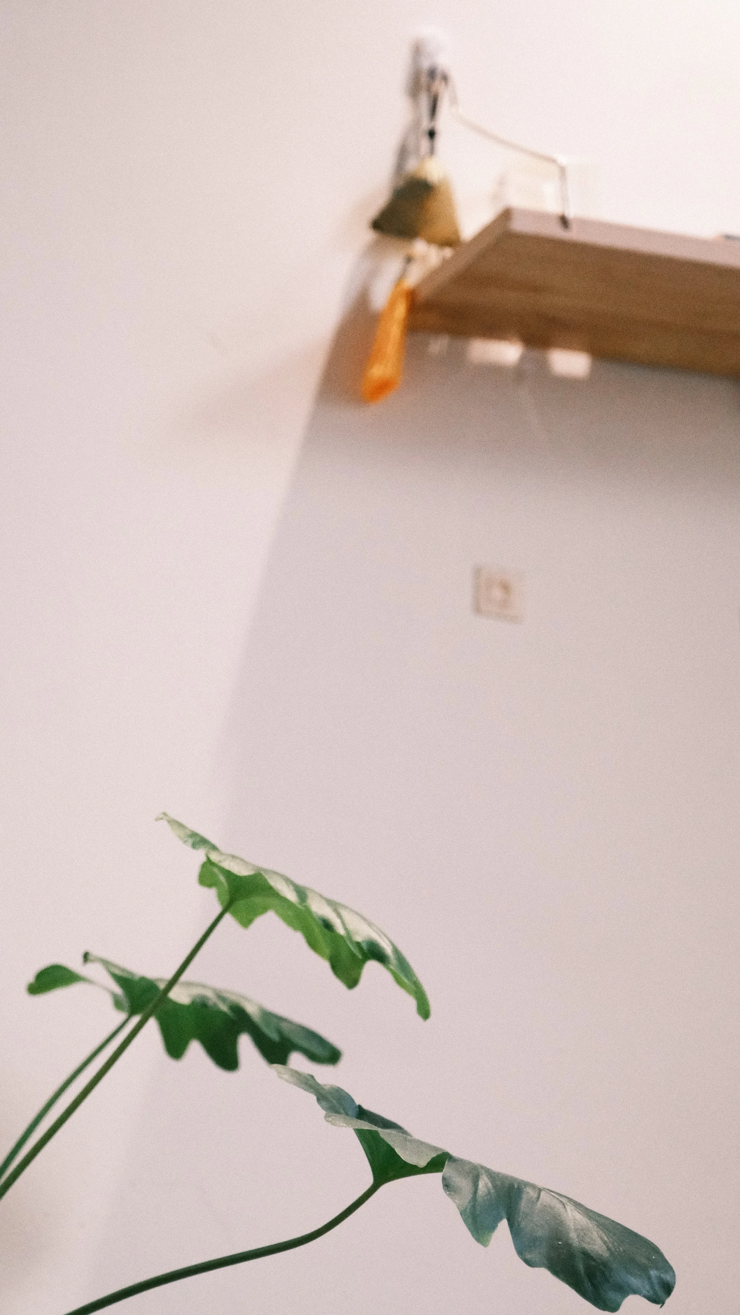 A corner of a room with a plant in the foreground and a wooden floating shelf on the wall above, with a few small items on it.