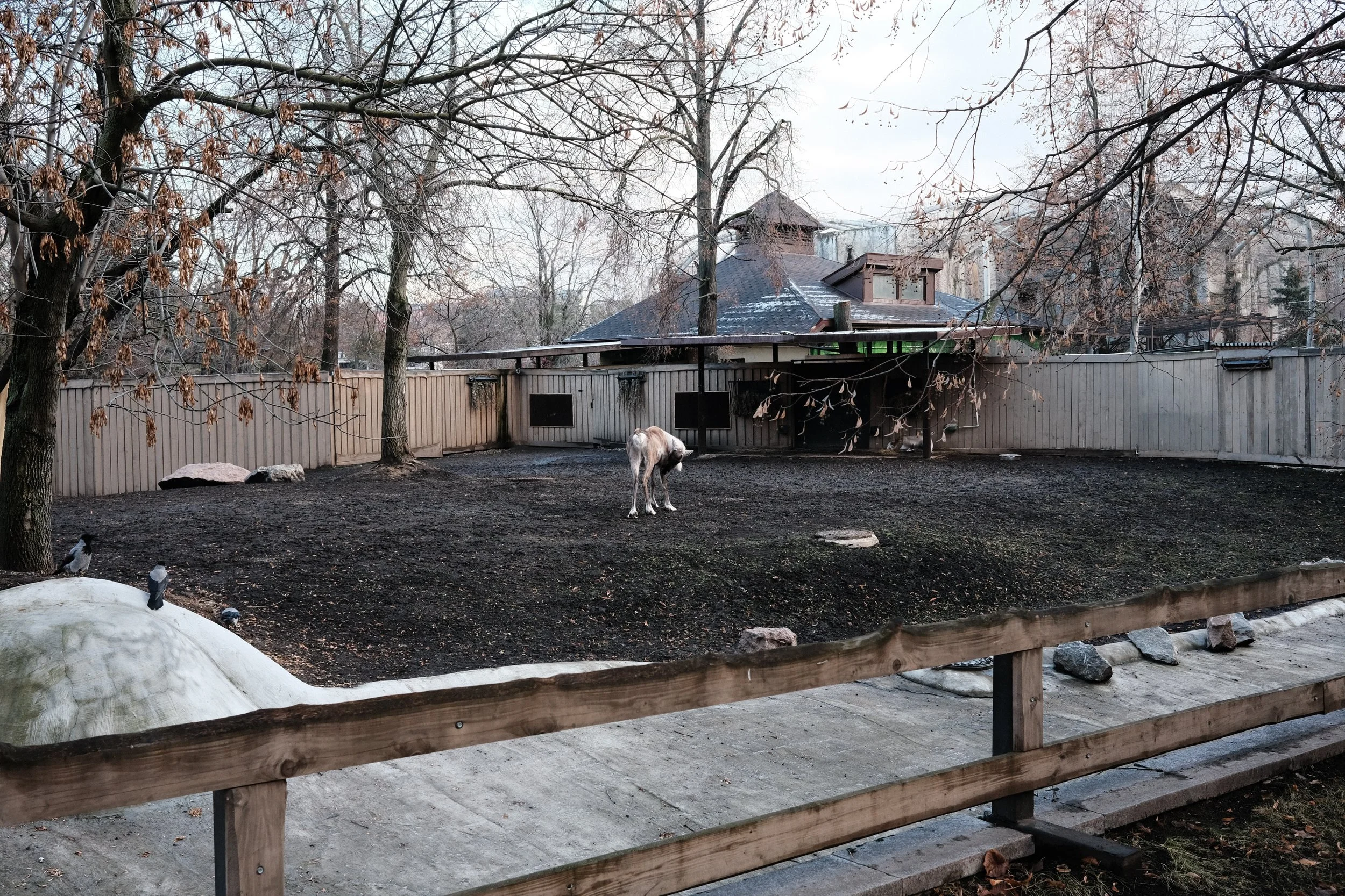 A dog in a burnt yard with a blackened ground, surrounded by a wooden fence, with leafless trees and buildings in the background.