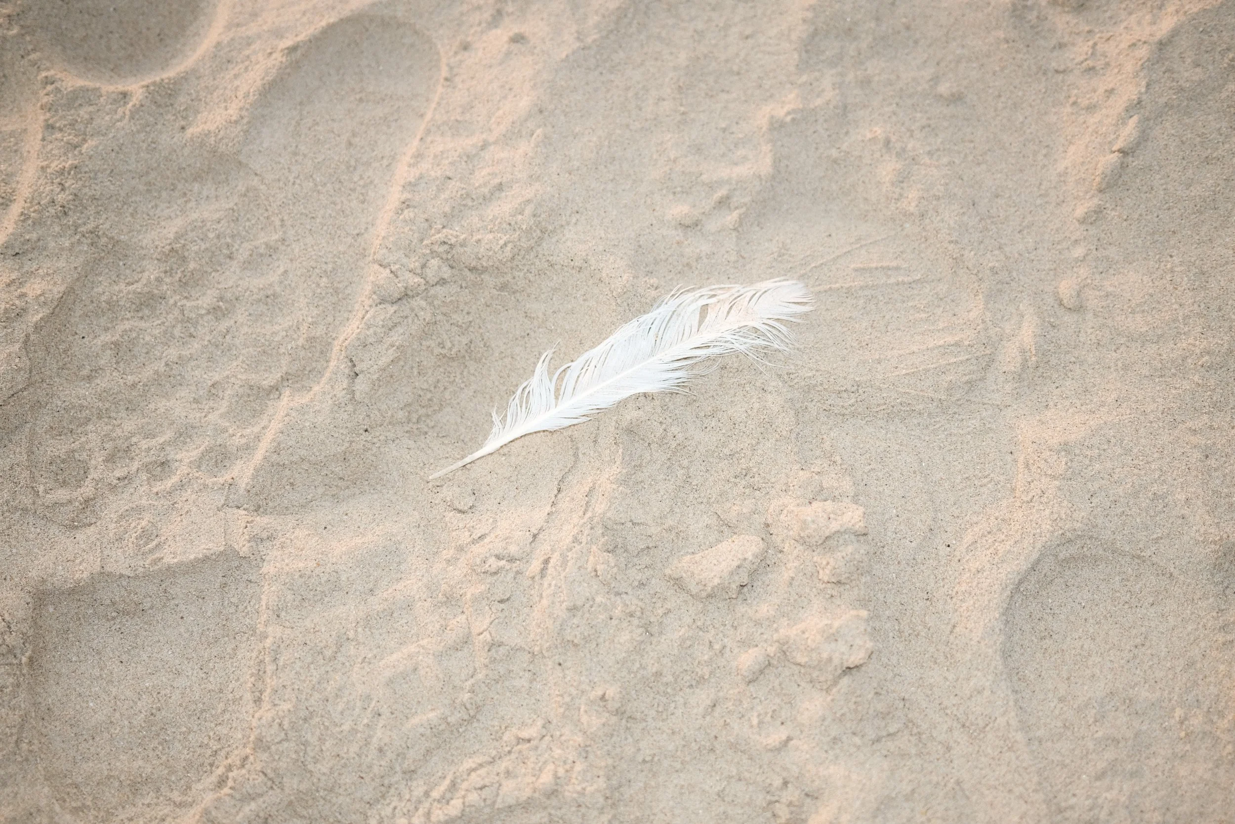 A white feather resting on light beige sand with some footprints and small rocks.