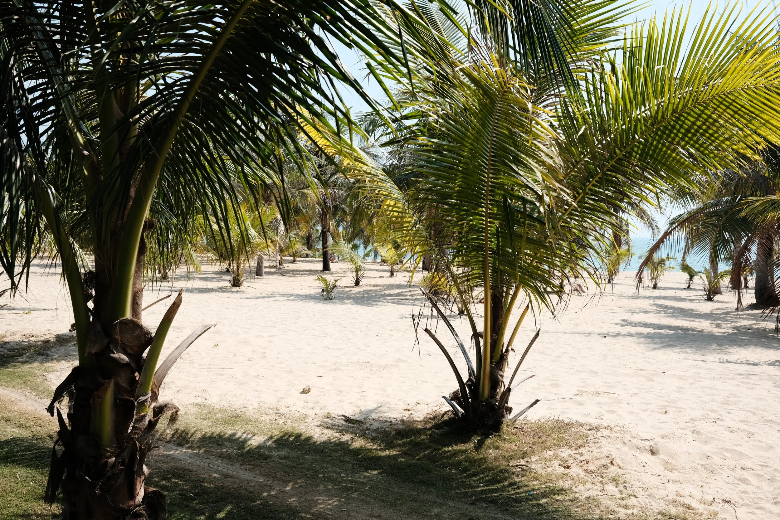 Beach scene with palm trees, sandy shore, and ocean in the background.