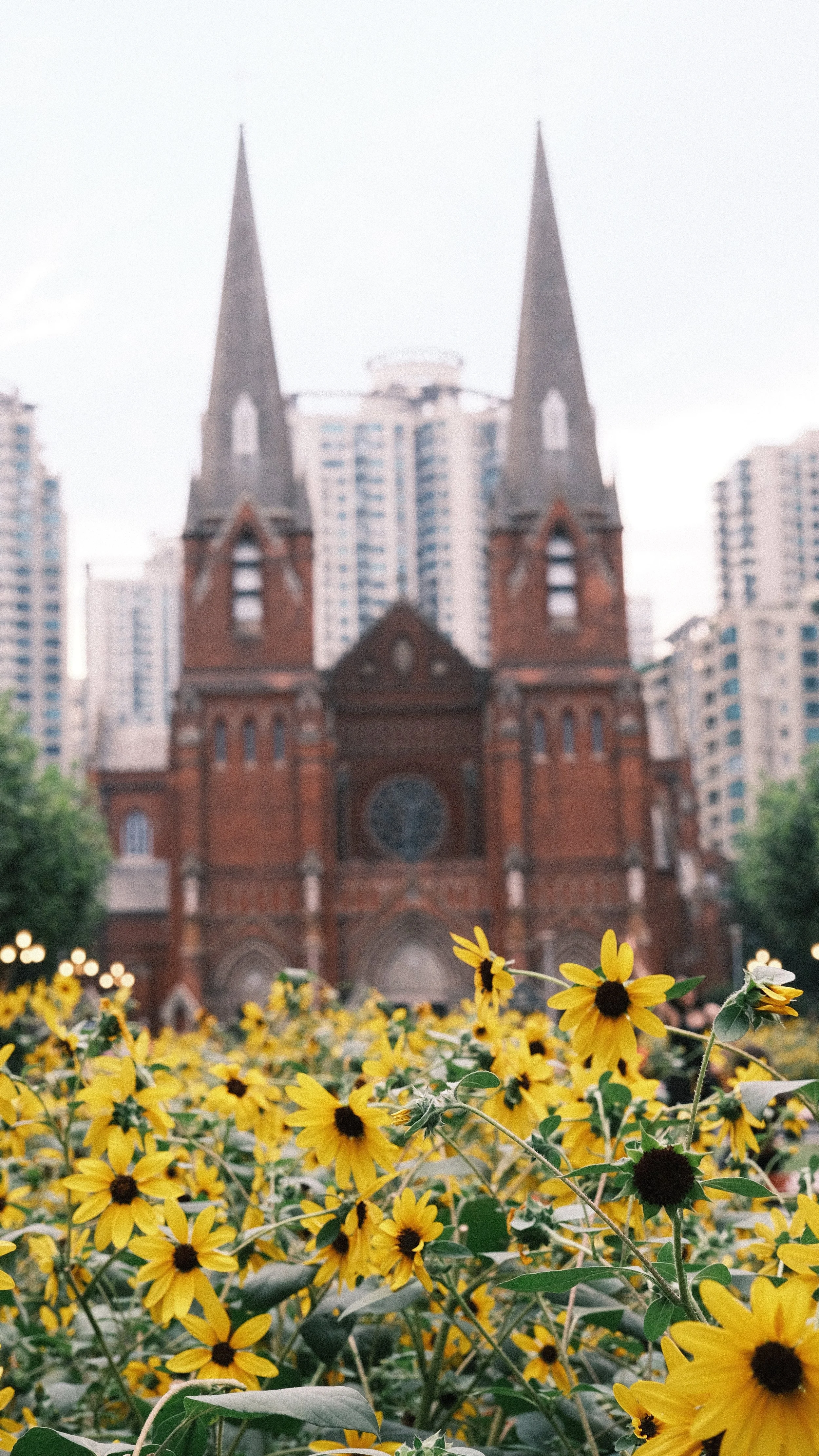 Yellow flowers in foreground with a red brick Gothic-style church with twin steeples and modern high-rise buildings in the background.