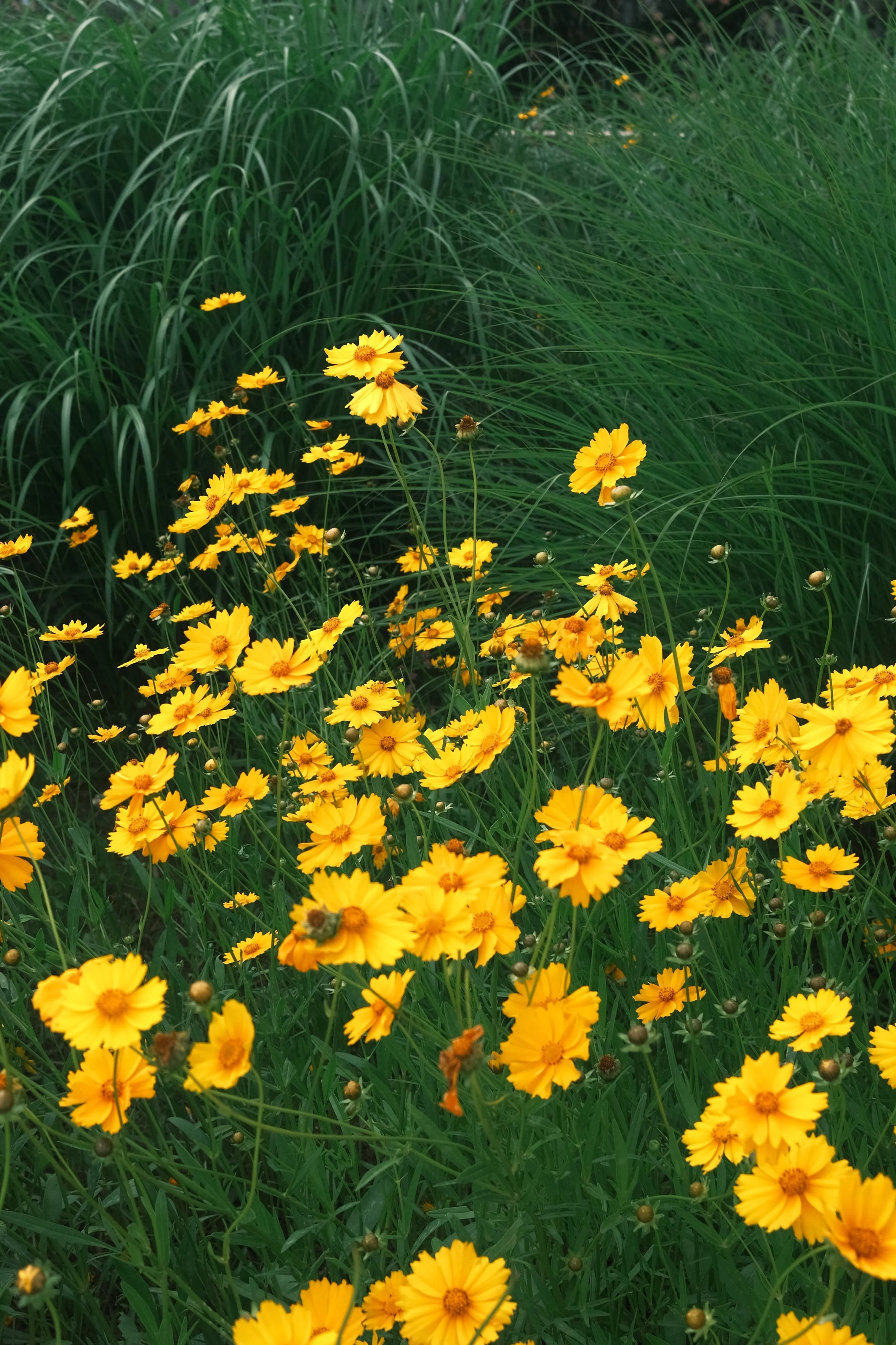 Yellow flowers blooming amidst green grass.