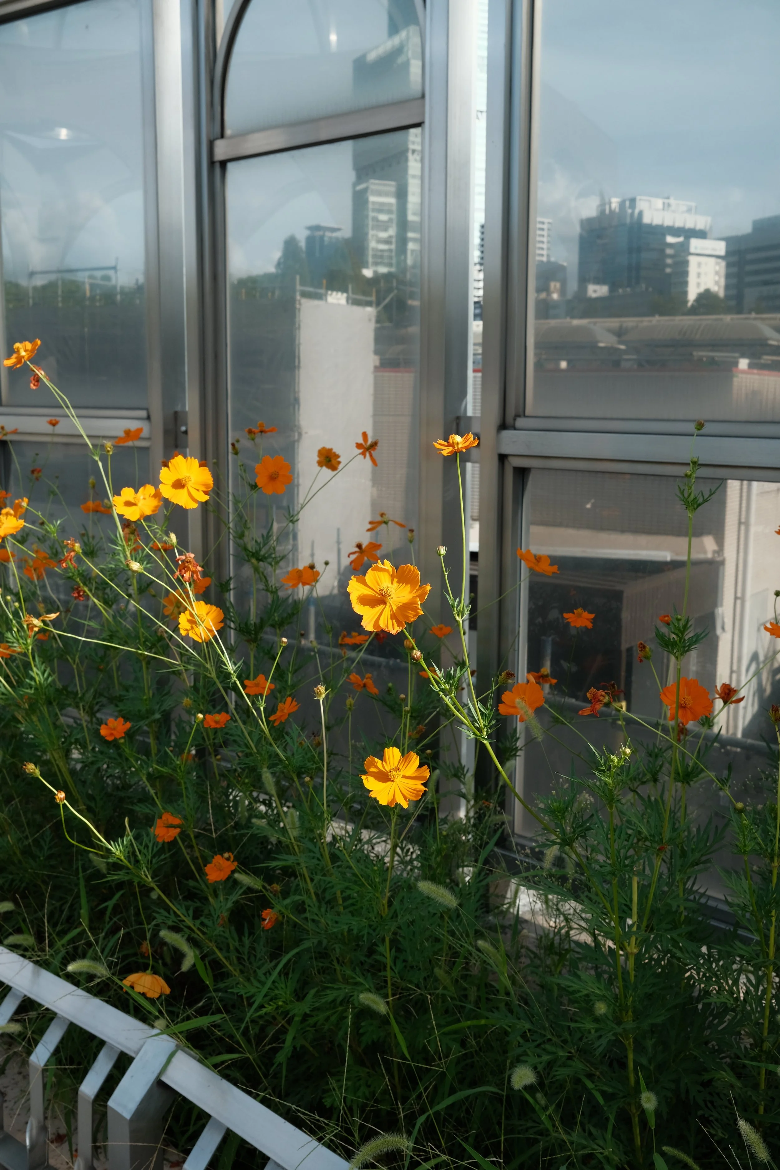 Orange and yellow flowers growing inside a glass-enclosed urban balcony or greenhouse with city buildings in the background.