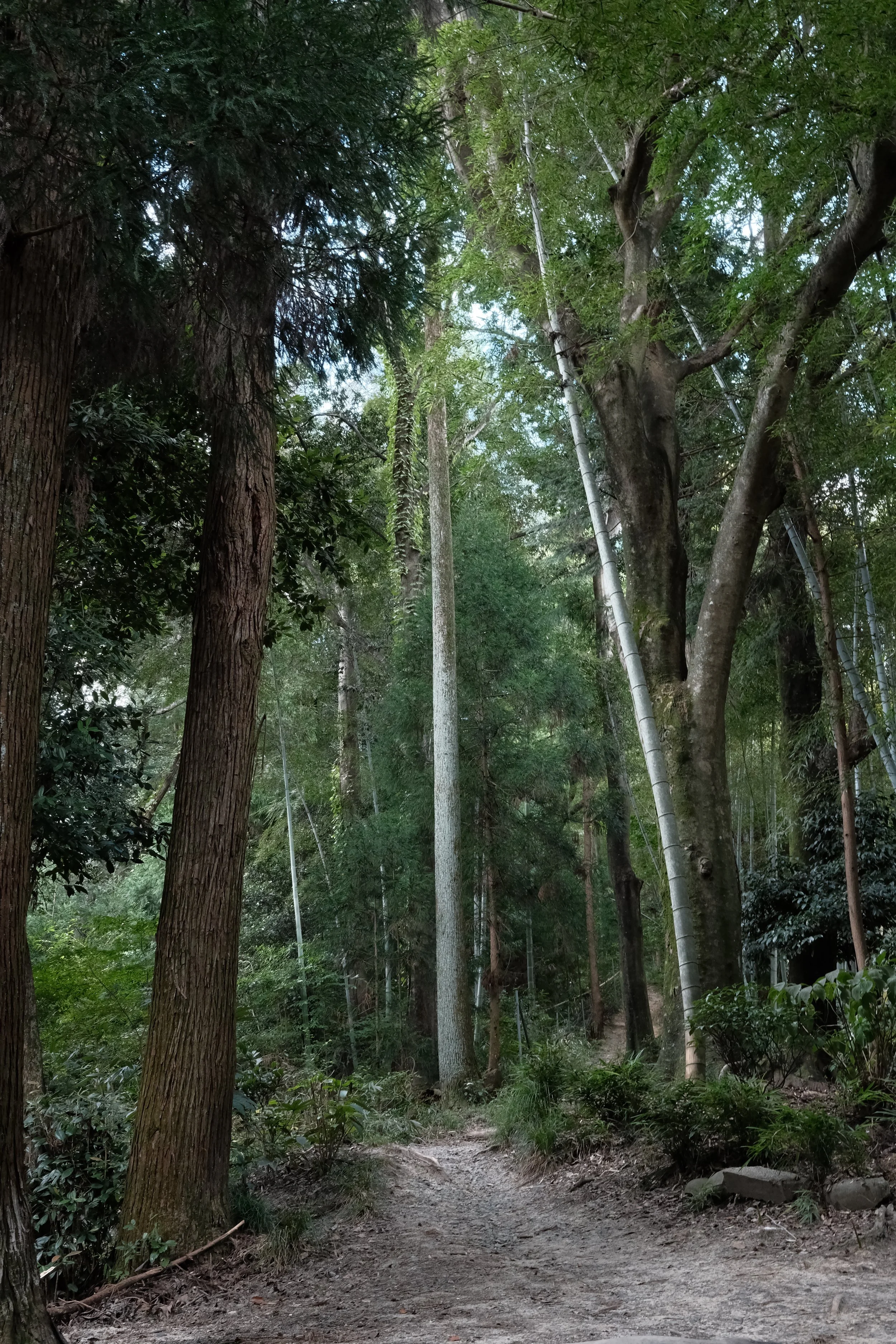 A dirt trail running through a dense forest with tall trees and green foliage.