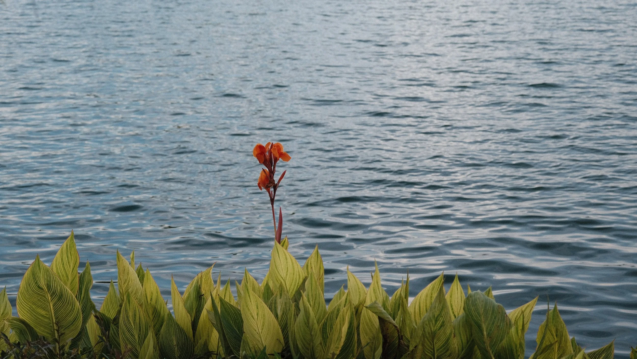 A single orange flower with green and yellow striped leaves in front of a body of water.