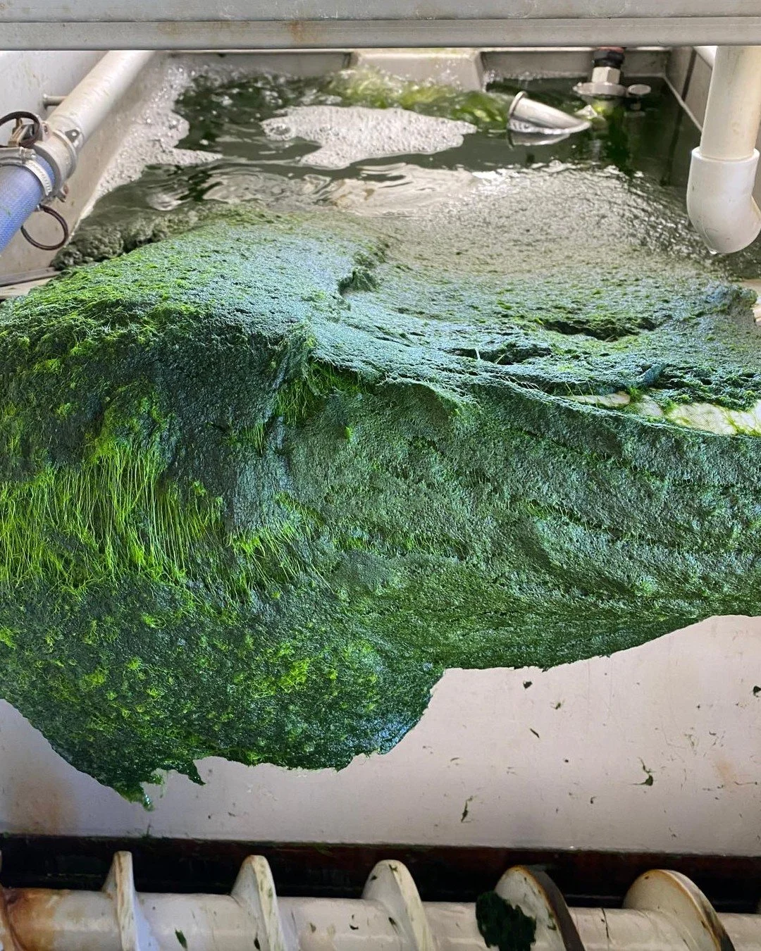 Our first Ulva harvest is in full swing! #SeaO2Nanno #Algae #Microalgae