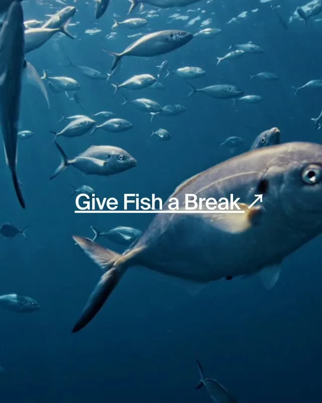 Give fish and our oceans a break. 🌊
Marine omega-3 actually starts much earlier in the food chain: with microalgae.

These tiny marine organisms naturally produce omega-3 EPA and form part of the nutritional foundation of the marine ecosystem.

By c