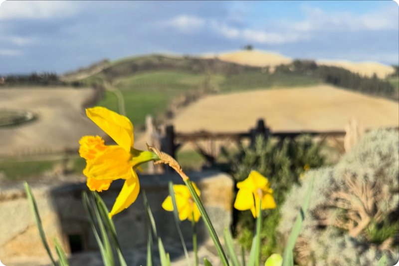 Yellow daffodils in bloom overlooking rolling Tuscan countryside hills in Italy during spring