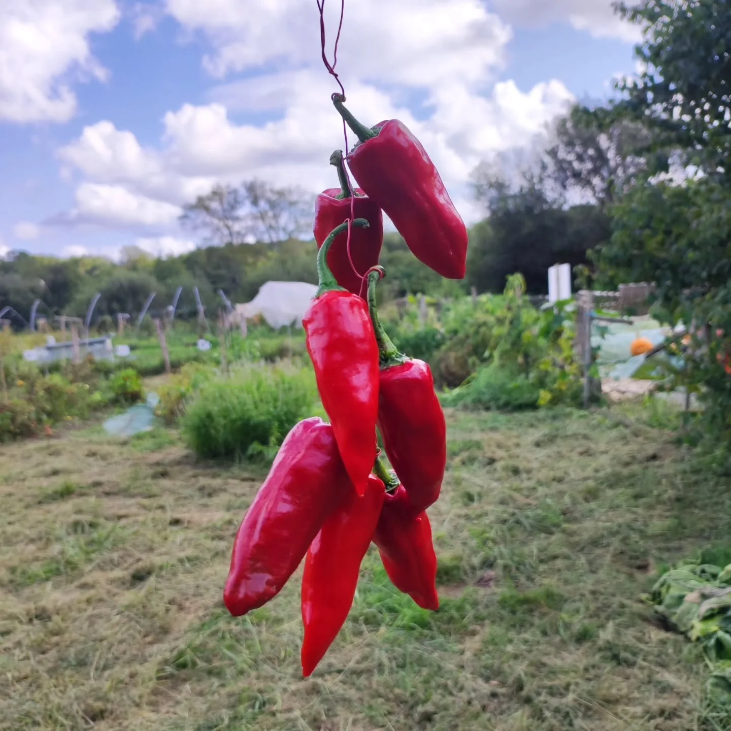 🍅 Apr&egrave;s les observations des effets du compost c&rsquo;est l&rsquo;heure de la r&eacute;colte. 

🍆Aubergines, tomates, piments doux, piments d&rsquo;Espelette, haricots verts, laitues, roquettes bref un jolie panier garni et une belle r&eacu