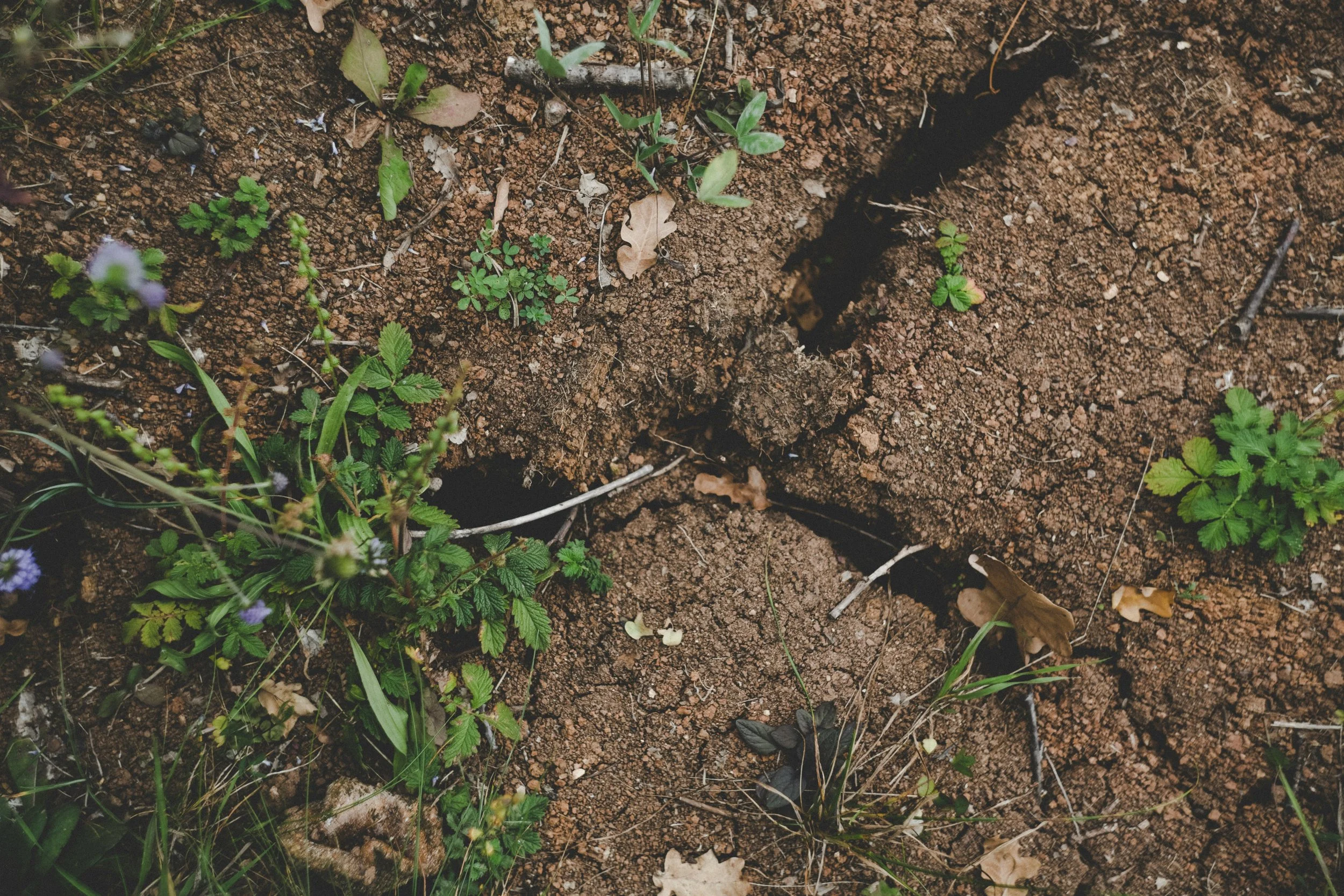 Effets du compost sur le sol : amendement, humus et fertilité