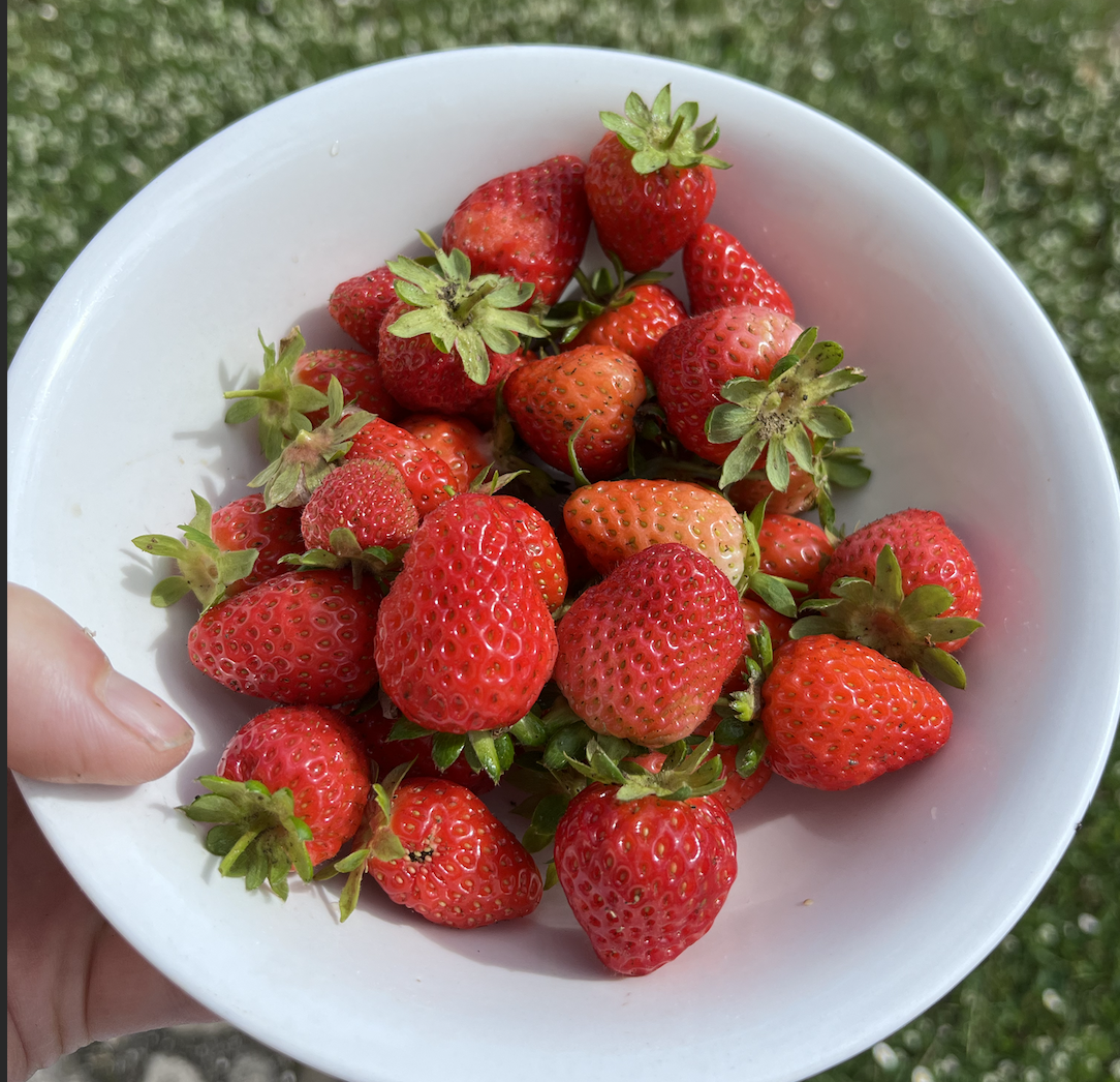 Our first strawberries