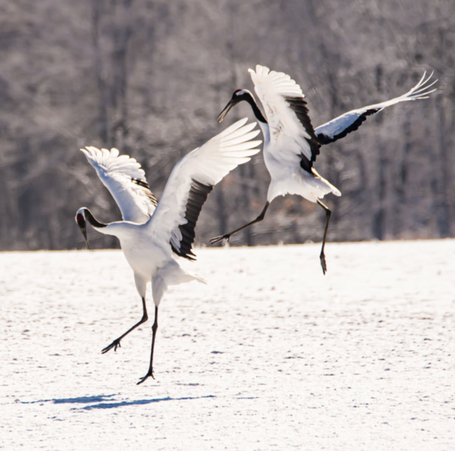 Moving Language (Nederlands)