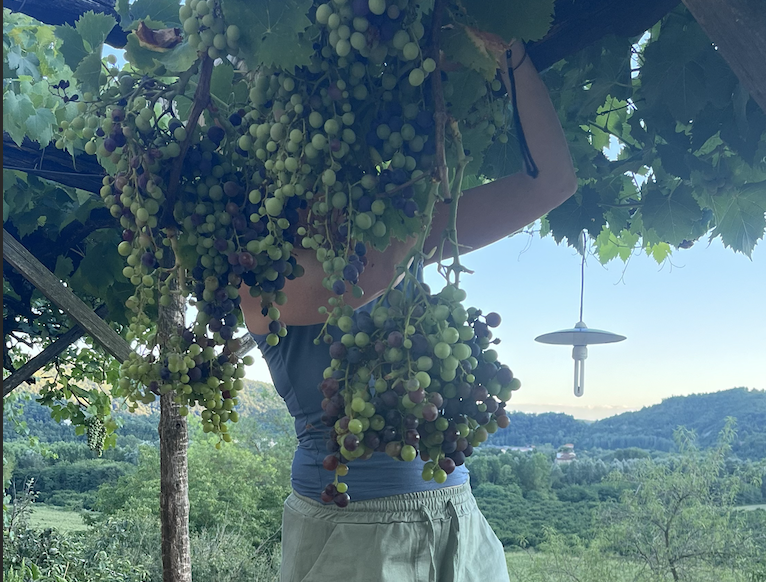 Our delicious grapes