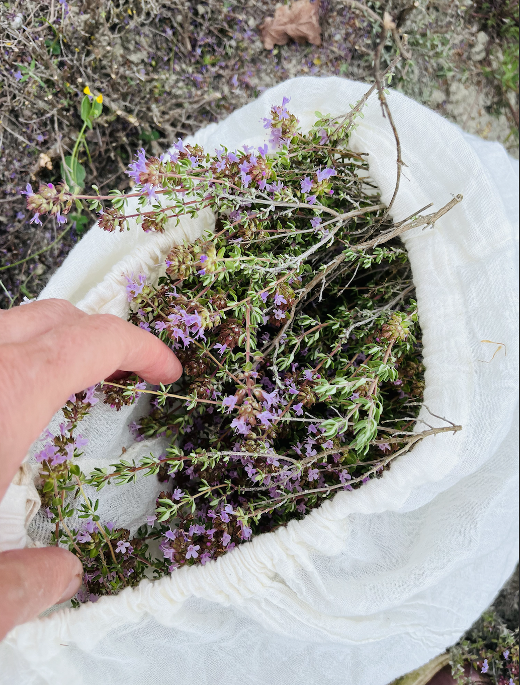 Harvesting thyme