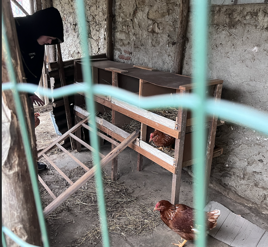 The first three chickens have arrived