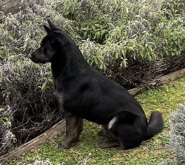 We're calling him Emilio