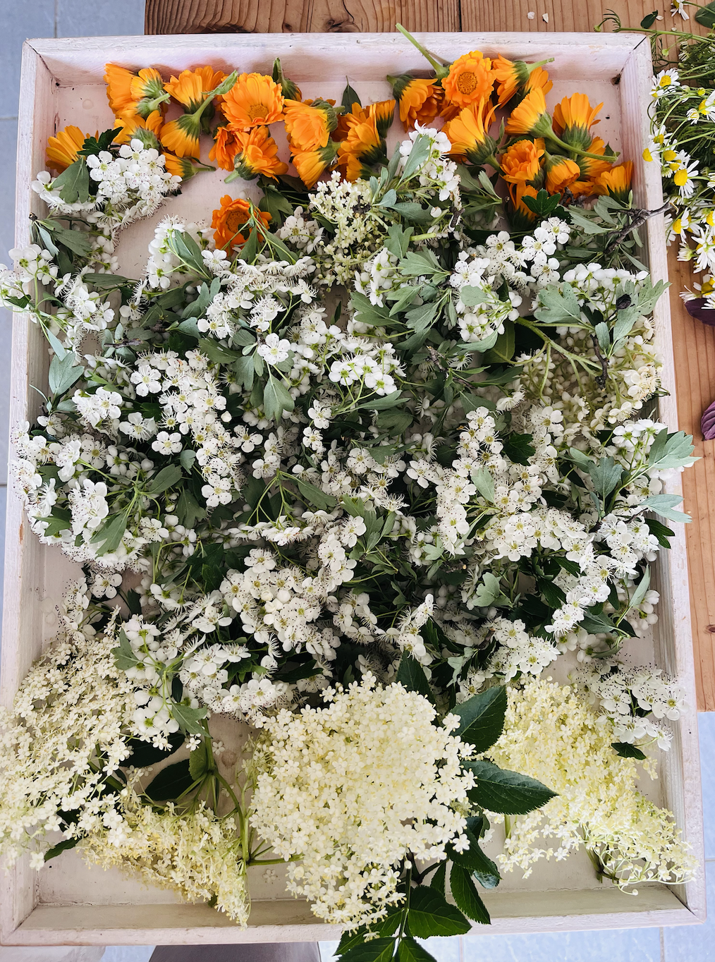 Marigold, hawthorn, elderflower for herbal tea
