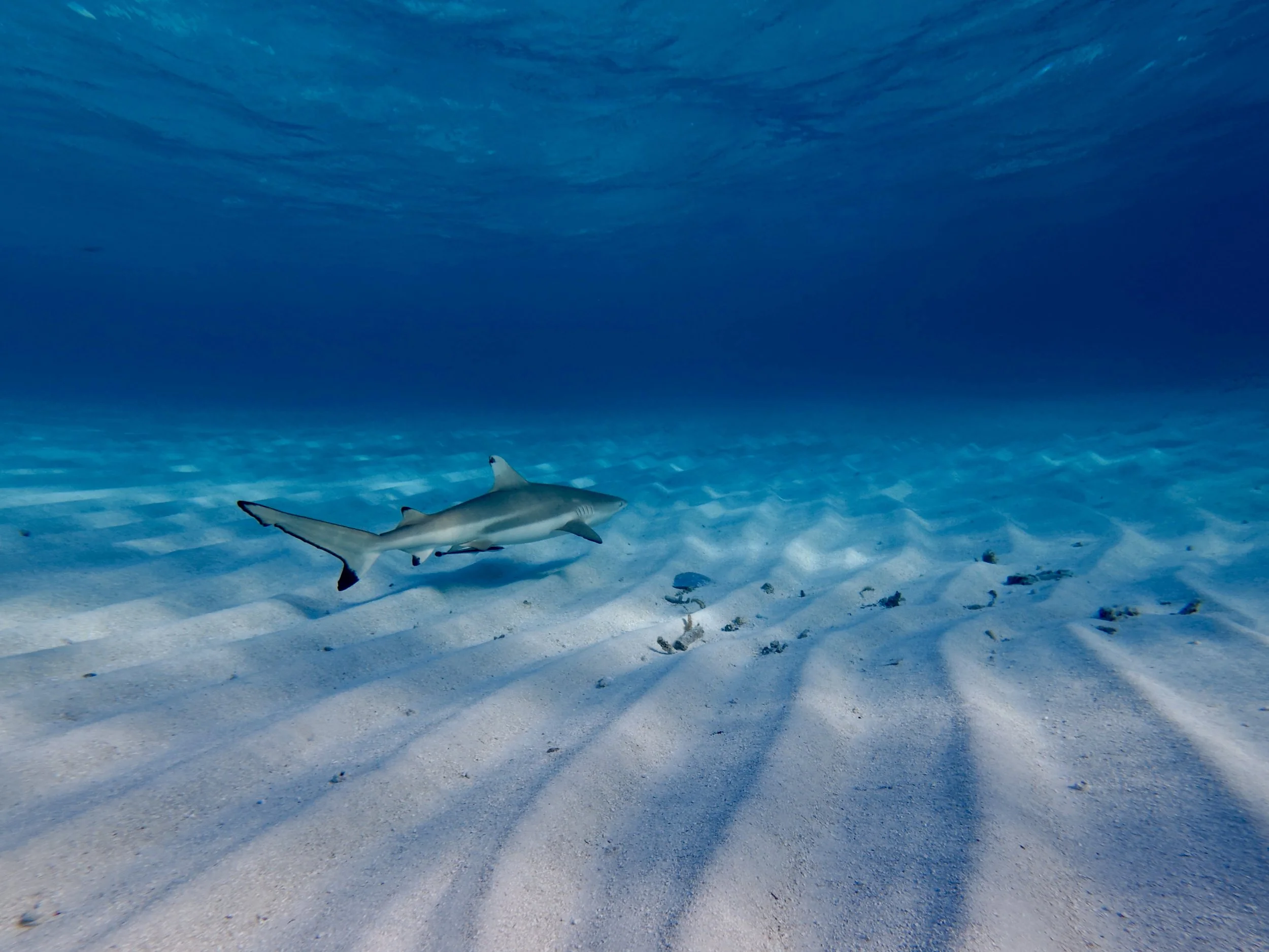 Underwater scene showing a small shark swimming above sandy ocean floor with rippling shadows from the surface.