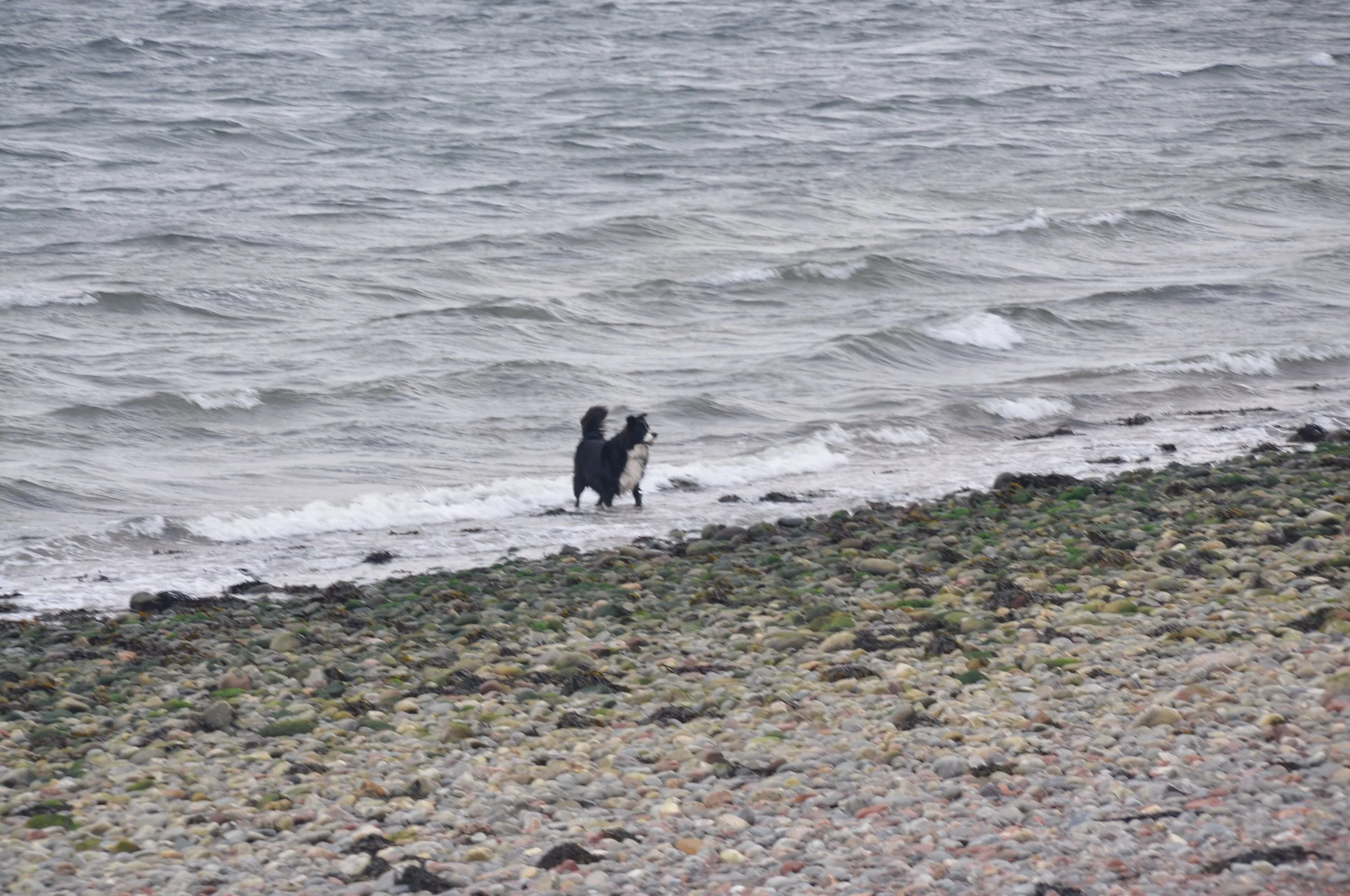A black and white dog standing at the shoreline on a pebble beach, looking at the ocean waves.