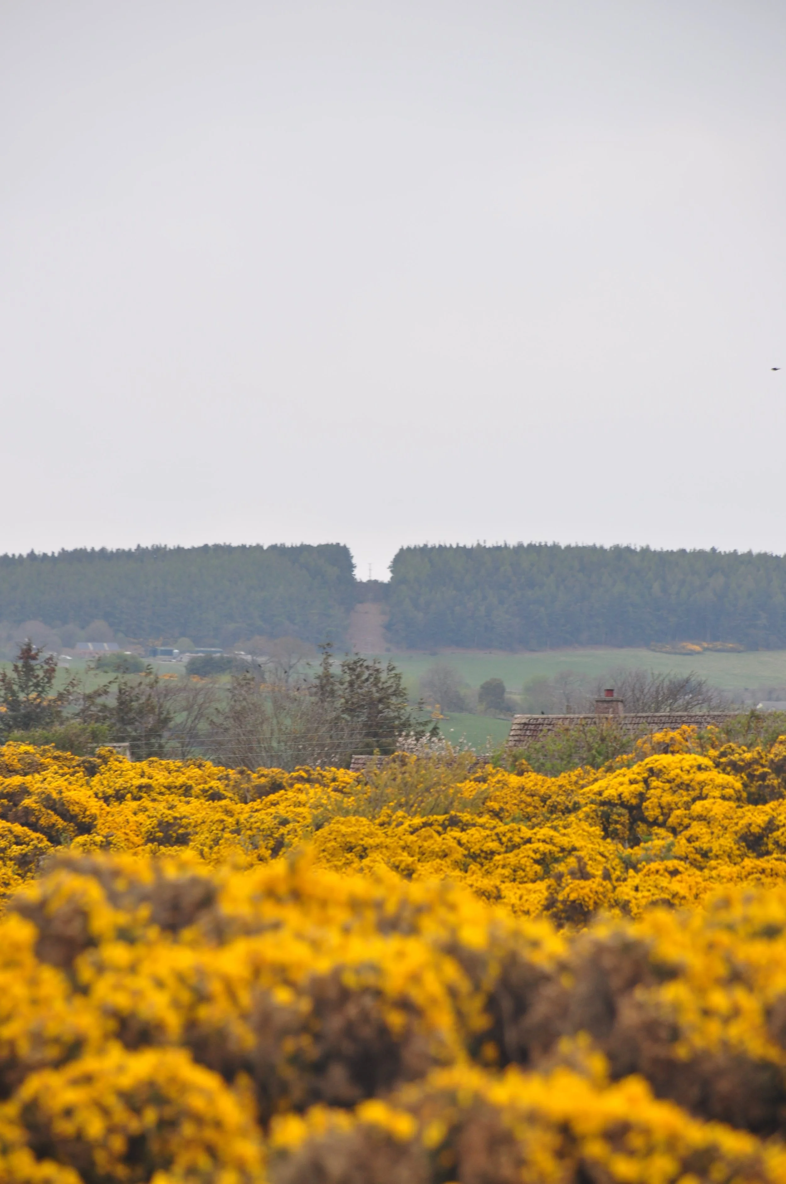 A scenic landscape showing a field of yellow flowering bushes in the foreground, green fields and trees in the middle ground, and a dense forest on a cloudy sky in the background.