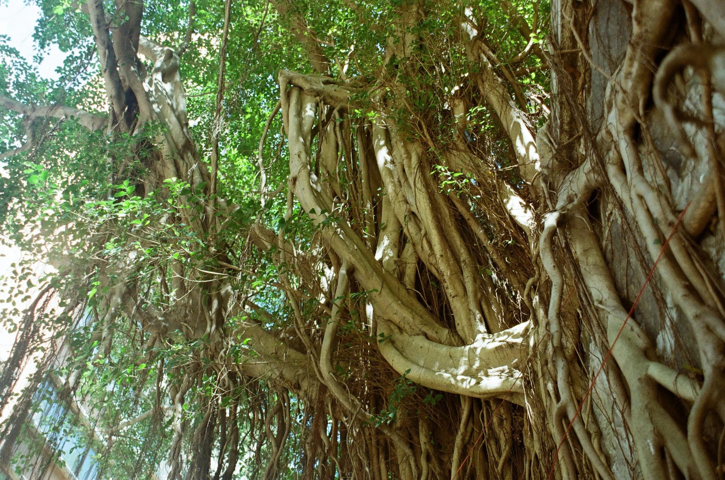 Close-up view of a large banyan tree with numerous aerial roots and dense green foliage, sunlight filtering through the leaves.