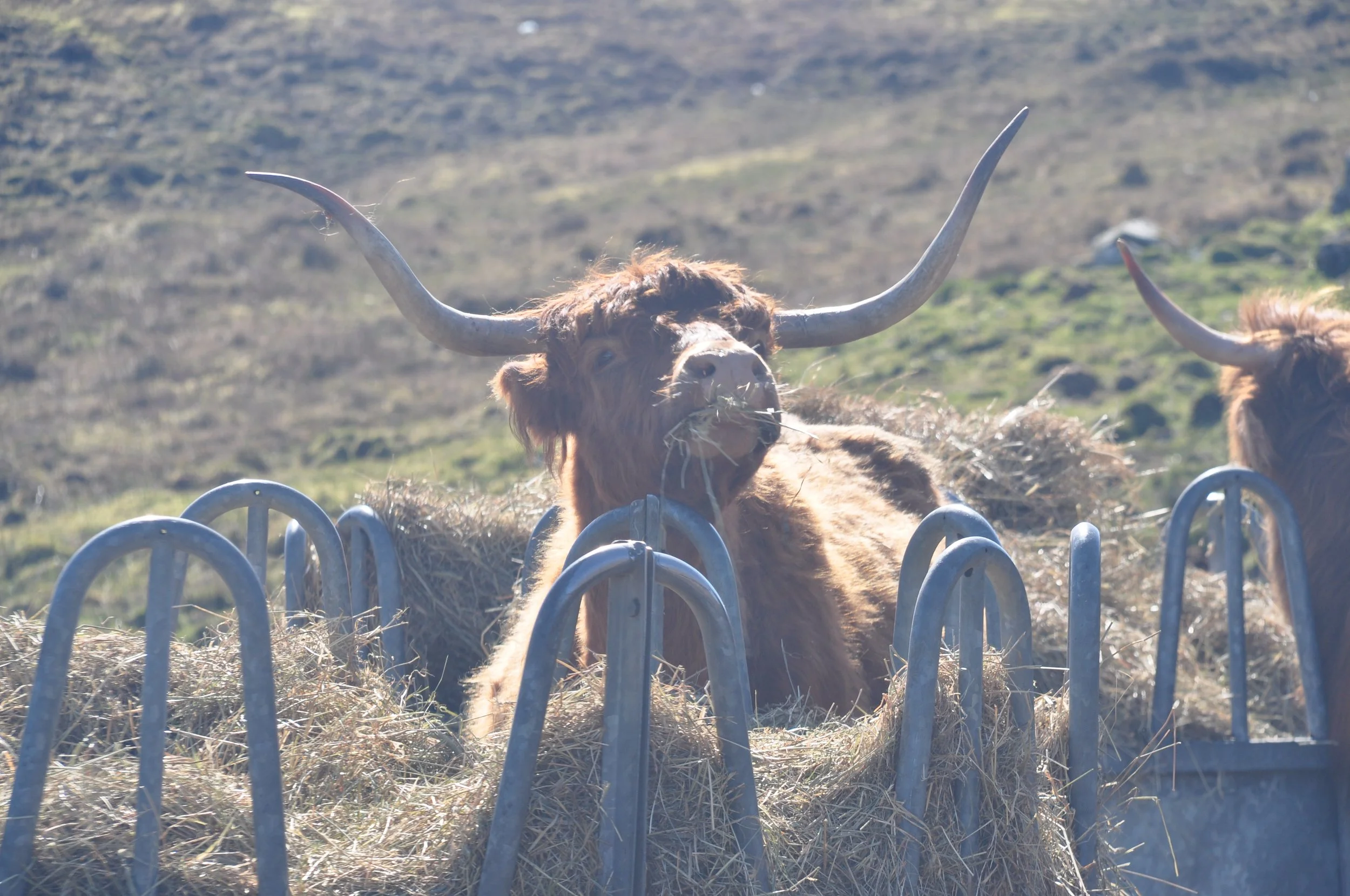 A Highland cow with large curved horns grazing on hay in a field with green hills in the background.
