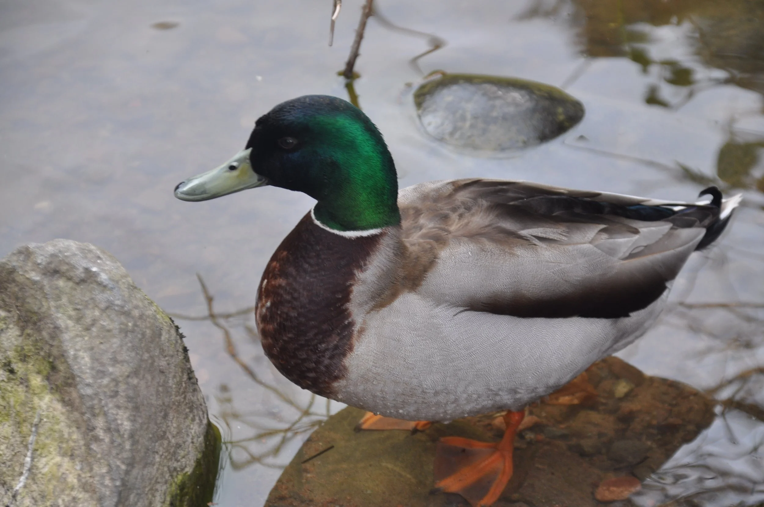 A duck standing on a rock in a shallow body of water, with a green, black, and brown plumage, and a large green head.