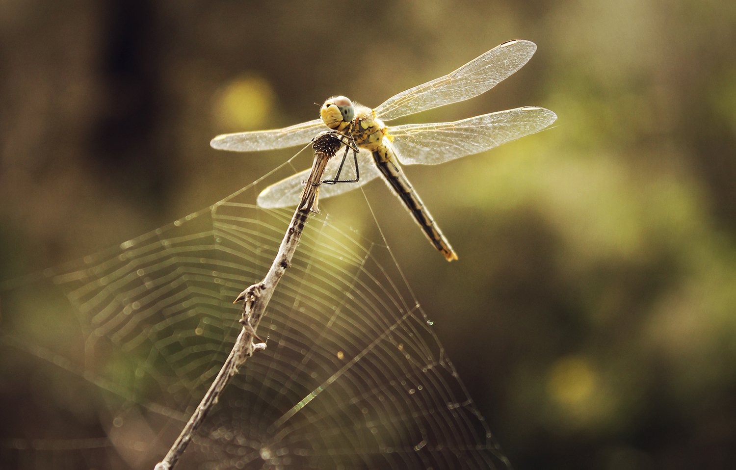 Threads of Stillness.jpg