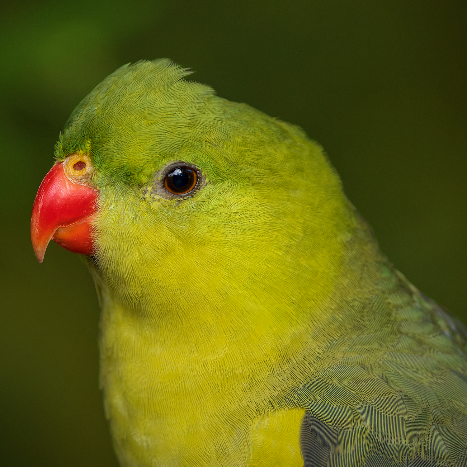 Emerald Majesty.png