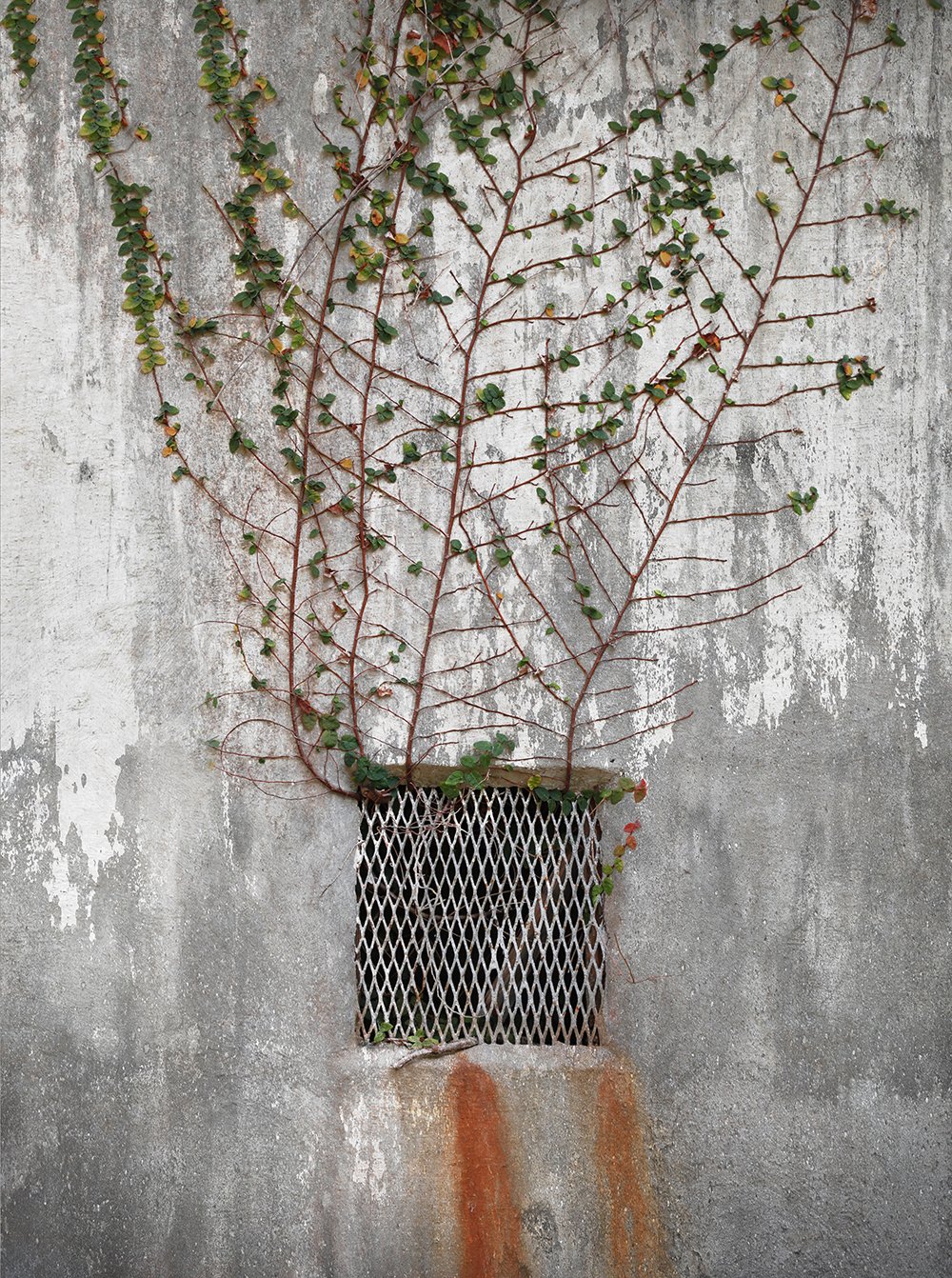 Resilient Growth - Life Through the Grate.jpg